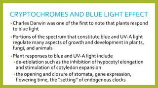 CRYPTOCHROMESAND BLUE LIGHT EFFECT
•Charles Darwin was one of the first to note that plants respond
to blue light
•Portions of the spectrum that constitute blue and UV-A light
regulate many aspects of growth and development in plants,
fungi, and animals
•Plant responses to blue and UV-A light include
•de-etiolation such as the inhibition of hypocotyl elongation
and stimulation of cotyledon expansion
•the opening and closure of stomata, gene expression,
flowering time, the ‘‘setting’’ of endogenous clocks
 
