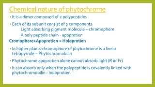 Chemical nature of phytochrome
 It is a dimer composed of 2 polypeptides
 Each of its subunit consist of 2 components
Light absorbing pigment molecule – chromophore
A poly peptide chain - apoprotien
Cromophore+Apoprotien = Holoprotien
 In higher plants chromophore of phytochrome is a linear
tetrapyrrole – Phytochromobilin
 Phytochrome apoprotien alone cannot absorb light (R or Fr)
 It can absorb only when the polypeptide is covalently linked with
phytochromobilin - holoprotien
 
