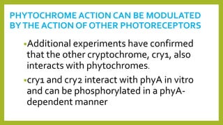 PHYTOCHROME ACTION CAN BE MODULATED
BYTHE ACTION OF OTHER PHOTORECEPTORS
•Additional experiments have confirmed
that the other cryptochrome, cry1, also
interacts with phytochromes.
•cry1 and cry2 interact with phyA in vitro
and can be phosphorylated in a phyA-
dependent manner
 