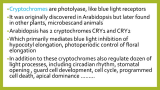 •Cryptochromes are photolyase, like blue light receptors
•It was originally discovered in Arabidopsis but later found
in other plants, microbescand animals
•Arabidopsis has 2 cryptochromes CRY1 and CRY2
•Which primarily mediates blue light inhibition of
hypocotyl elongation, photoperiodic control of floral
elongation
•In addition to these cryptochromes also regulate dozen of
light processes, including circadian rhythm, stomatal
opening , guard cell development, cell cycle, programmed
cell death, apical dominance ………
 