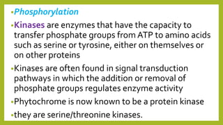 •Phosphorylation
•Kinases are enzymes that have the capacity to
transfer phosphate groups from ATP to amino acids
such as serine or tyrosine, either on themselves or
on other proteins
•Kinases are often found in signal transduction
pathways in which the addition or removal of
phosphate groups regulates enzyme activity
•Phytochrome is now known to be a protein kinase
•they are serine/threonine kinases.
 