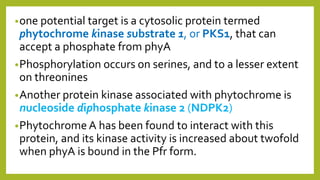 •one potential target is a cytosolic protein termed
phytochrome kinase substrate 1, or PKS1, that can
accept a phosphate from phyA
•Phosphorylation occurs on serines, and to a lesser extent
on threonines
•Another protein kinase associated with phytochrome is
nucleoside diphosphate kinase 2 (NDPK2)
•Phytochrome A has been found to interact with this
protein, and its kinase activity is increased about twofold
when phyA is bound in the Pfr form.
 