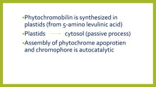 Phytochromobilin is synthesized in
plastids (from 5-amino levulinic acid)
Plastids cytosol (passive process)
Assembly of phytochrome apoprotien
and chromophore is autocatalytic
 