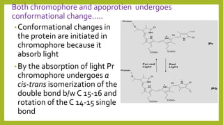 Both chromophore and apoprotien undergoes
conformational change…..
•Conformational changes in
the protein are initiated in
chromophore because it
absorb light
•By the absorption of light Pr
chromophore undergoes a
cis-trans isomerization of the
double bond b/w C 15-16 and
rotation of the C 14-15 single
bond
 