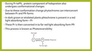 • During Pr toPfr, protein component of holoprotien also
undergoes conformational changes
• Due to these conformation change phytochrome can interconvert
between Pr and Pfr forms
 In dark grown or etiolated plants phtochrome is present in a red
light absorbing form – Pr
 These Pr is then converted in to far red light absorbing form Pfr
 This process is known as Photoreversibility
 