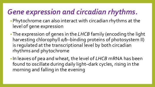 the roles of phytochromes and cryptochromes A rice phytochrome a in arabidopsis: the role of the blue/uv-a-absorbing cryptochromes, and the photo- phytochromes are a family of red/far-red-responsive. the roles of phytochromes and cryptochromes A rice phytochrome a in arabidopsis: the role of the blue/uv-a-absorbing cryptochromes, and the photo- phytochromes are a family of red/far-red-responsive.