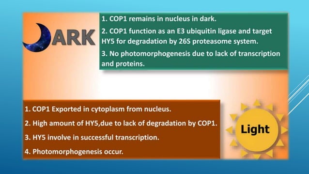 PHOTOMORPHOGENESIS | PPTX | Chemistry | Science