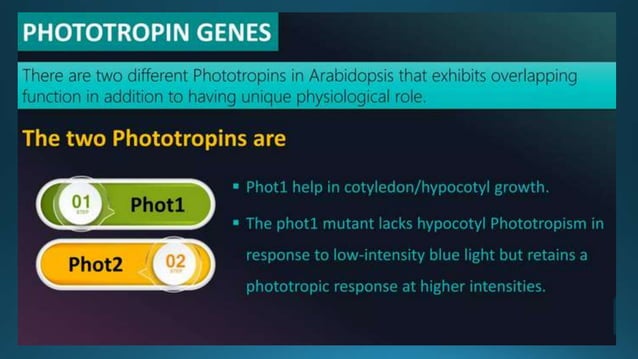 PHOTOMORPHOGENESIS | PPTX | Chemistry | Science