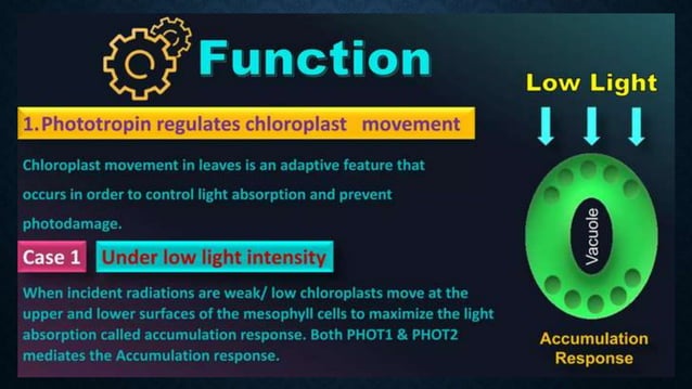 PHOTOMORPHOGENESIS | PPTX | Chemistry | Science