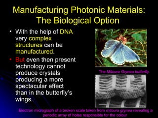 Manufacturing Photonic Materials: The Biological Option   With the help of  DNA  very  complex structures  can be  manufactured .   But  even then present technology cannot produce crystals producing a more spectacular effect than in the butterfly’s wings. The  Mitoura Grynea   butterfly   Electron micrograph of a broken scale taken from  mitoura grynea  revealing a periodic array of holes responsible for the colour  