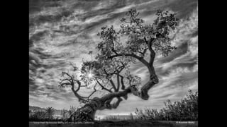 “Coral Tree” by Koustav Maity. Location: La Jolla, California.
 