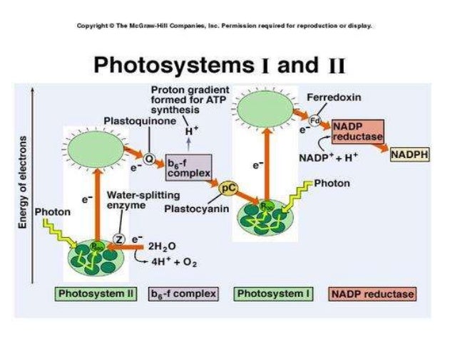 Photo oxidation of water and photophosphorylation diagram of thylakoid 