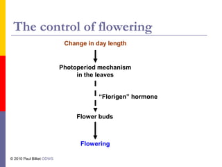 The control of flowering
Flowering
“Florigen” hormone
Flower buds
Photoperiod mechanism
in the leaves
Change in day length
© 2010 Paul Billiet ODWS
 