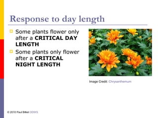 Response to day length
 Some plants flower only
after a CRITICAL DAY
LENGTH
 Some plants only flower
after a CRITICAL
NIGHT LENGTH
Image Credit: Chrysanthemum
© 2010 Paul Billiet ODWS
 