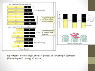 Fig- effect of alternate light and dark periods on flowering in cocklebur
(from campbell’s biology 5th edition)
 