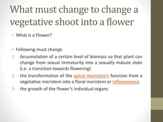 What must change to change a
vegetative shoot into a flower
• What is a Flower?
• Following must change
1. Accumulation of a certain level of biomass so that plant can
change from sexual immaturity into a sexually mature state
(i.e. a transition towards flowering)
2. the transformation of the apical meristem’s function from a
vegetative meristem into a floral meristem or inflorescence
3. the growth of the flower’s individual organs
 