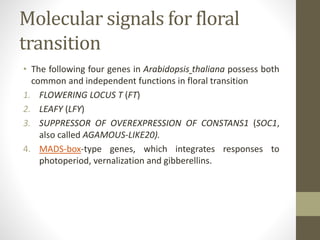 Molecular signals for floral
transition
• The following four genes in Arabidopsis thaliana possess both
common and independent functions in floral transition
1. FLOWERING LOCUS T (FT)
2. LEAFY (LFY)
3. SUPPRESSOR OF OVEREXPRESSION OF CONSTANS1 (SOC1,
also called AGAMOUS-LIKE20).
4. MADS-box-type genes, which integrates responses to
photoperiod, vernalization and gibberellins.
 