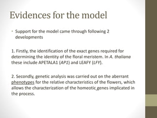 Evidences for the model
• Support for the model came through following 2
developments
1. Firstly, the identification of the exact genes required for
determining the identity of the floral meristem. In A. thaliana
these include APETALA1 (AP1) and LEAFY (LFY).
2. Secondly, genetic analysis was carried out on the aberrant
phenotypes for the relative characteristics of the flowers, which
allows the characterization of the homeotic genes implicated in
the process.
 