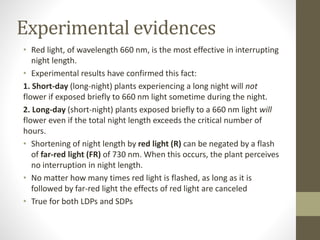 Experimental evidences
• Red light, of wavelength 660 nm, is the most effective in interrupting
night length.
• Experimental results have confirmed this fact:
1. Short-day (long-night) plants experiencing a long night will not
flower if exposed briefly to 660 nm light sometime during the night.
2. Long-day (short-night) plants exposed briefly to a 660 nm light will
flower even if the total night length exceeds the critical number of
hours.
• Shortening of night length by red light (R) can be negated by a flash
of far-red light (FR) of 730 nm. When this occurs, the plant perceives
no interruption in night length.
• No matter how many times red light is flashed, as long as it is
followed by far-red light the effects of red light are canceled
• True for both LDPs and SDPs
 