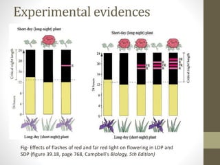 Experimental evidences
Fig- Effects of flashes of red and far red light on flowering in LDP and
SDP (figure 39.18, page 768, Campbell's Biology, 5th Edition)
 