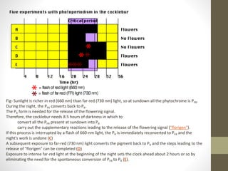 Fig- Sunlight is richer in red (660 nm) than far-red (730 nm) light, so at sundown all the phytochrome is PFR.
During the night, the PFR converts back to PR.
The PR form is needed for the release of the flowering signal.
Therefore, the cocklebur needs 8.5 hours of darkness in which to
convert all the PFR present at sundown into PR
carry out the supplementary reactions leading to the release of the flowering signal ("florigen").
If this process is interrupted by a flash of 660-nm light, the PR is immediately reconverted to PFR and the
night's work is undone (C)
A subsequent exposure to far-red (730 nm) light converts the pigment back to PR and the steps leading to the
release of "florigen" can be completed (D)
Exposure to intense far-red light at the beginning of the night sets the clock ahead about 2 hours or so by
eliminating the need for the spontaneous conversion of PFR to PR (E).
 