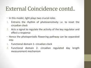 External Coincidence contd..
• In this model, light plays two crucial roles
1. Entrains the rhythm of photosensitivity i.e. to reset the
circadian clock
2. Acts a signal to regulate the activity of the key regulator and
effect a response
• Hence the photoperiodic flowering pathway can be separated
into
1. Functional domain 1- circadian clock
2. Functional domain 2- circadian regulated day length
measurement mechanism
 