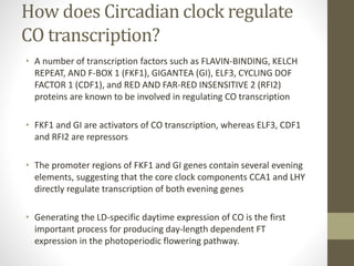 How does Circadian clock regulate
CO transcription?
• A number of transcription factors such as FLAVIN-BINDING, KELCH
REPEAT, AND F-BOX 1 (FKF1), GIGANTEA (GI), ELF3, CYCLING DOF
FACTOR 1 (CDF1), and RED AND FAR-RED INSENSITIVE 2 (RFI2)
proteins are known to be involved in regulating CO transcription
• FKF1 and GI are activators of CO transcription, whereas ELF3, CDF1
and RFI2 are repressors
• The promoter regions of FKF1 and GI genes contain several evening
elements, suggesting that the core clock components CCA1 and LHY
directly regulate transcription of both evening genes
• Generating the LD-specific daytime expression of CO is the first
important process for producing day-length dependent FT
expression in the photoperiodic flowering pathway.
 
