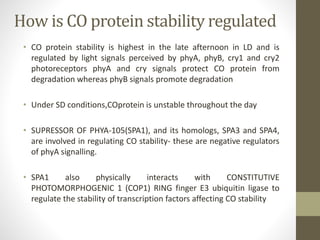 How is CO protein stability regulated
• CO protein stability is highest in the late afternoon in LD and is
regulated by light signals perceived by phyA, phyB, cry1 and cry2
photoreceptors phyA and cry signals protect CO protein from
degradation whereas phyB signals promote degradation
• Under SD conditions,COprotein is unstable throughout the day
• SUPRESSOR OF PHYA-105(SPA1), and its homologs, SPA3 and SPA4,
are involved in regulating CO stability- these are negative regulators
of phyA signalling.
• SPA1 also physically interacts with CONSTITUTIVE
PHOTOMORPHOGENIC 1 (COP1) RING finger E3 ubiquitin ligase to
regulate the stability of transcription factors affecting CO stability
 