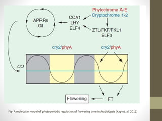Fig- A molecular model of photoperiodic regulation of flowering time in Arabidopsis (Kay et. al. 2012)
 