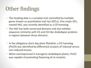 Other findings
• The heading date is a complex trait controlled by multiple
genes known as quantitative trait loci (QTLs). One major QTL,
named Hd1, was recently identified as a CO homolog.
• The Hd1 has both conserved domains and also exhibits
sequence similarity with CO and CO-like Arabidopsis proteins
in regions between these domains.
• In the obligatory short-day plant Pharbitis, a CO homolog
(PnCO) was identified by differential analysis of induced versus
non-induced tissues.
• When overexpressed in transgenic Arabidopsis plants, PnCO
was capable of promoting flowering of co mutants
 