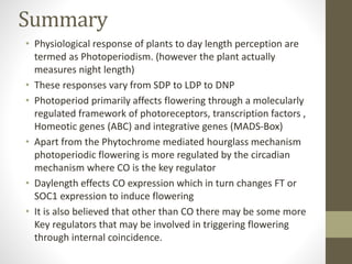 Summary
• Physiological response of plants to day length perception are
termed as Photoperiodism. (however the plant actually
measures night length)
• These responses vary from SDP to LDP to DNP
• Photoperiod primarily affects flowering through a molecularly
regulated framework of photoreceptors, transcription factors ,
Homeotic genes (ABC) and integrative genes (MADS-Box)
• Apart from the Phytochrome mediated hourglass mechanism
photoperiodic flowering is more regulated by the circadian
mechanism where CO is the key regulator
• Daylength effects CO expression which in turn changes FT or
SOC1 expression to induce flowering
• It is also believed that other than CO there may be some more
Key regulators that may be involved in triggering flowering
through internal coincidence.
 