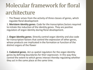 Molecular framework for floral
architecture
• The flower arises from the activity of three classes of genes, which
regulate floral development
1. Meristem identity genes. Code for the transcription factors required
to initiate the induction of the identity genes. They are positive
regulators of organ identity during floral development.
2. Organ identity genes. Directly control organ identity and also code
for transcription factors that control the expression of other genes,
whose products are implicated in the formation or function of the
distinct organs of the flower
3. Cadastral genes. Act as spatial regulators for the organ identity
genes by defining boundaries for their expression. In this way they
control the extent to which genes interact thereby regulating whether
they act in the same place at the same time.
 
