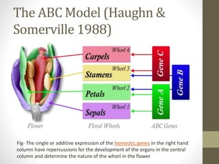 The ABC Model (Haughn &
Somerville 1988)
Fig- The single or additive expression of the homeotic genes in the right hand
column have repercussions for the development of the organs in the central
column and determine the nature of the whorl in the flower
 