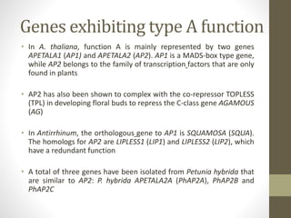 Genes exhibiting type A function
• In A. thaliana, function A is mainly represented by two genes
APETALA1 (AP1) and APETALA2 (AP2). AP1 is a MADS-box type gene,
while AP2 belongs to the family of transcription factors that are only
found in plants
• AP2 has also been shown to complex with the co-repressor TOPLESS
(TPL) in developing floral buds to repress the C-class gene AGAMOUS
(AG)
• In Antirrhinum, the orthologous gene to AP1 is SQUAMOSA (SQUA).
The homologs for AP2 are LIPLESS1 (LIP1) and LIPLESS2 (LIP2), which
have a redundant function
• A total of three genes have been isolated from Petunia hybrida that
are similar to AP2: P. hybrida APETALA2A (PhAP2A), PhAP2B and
PhAP2C
 