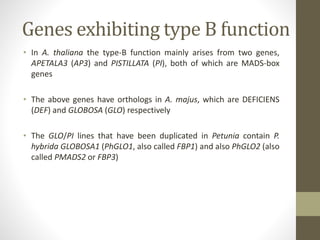 Genes exhibiting type B function
• In A. thaliana the type-B function mainly arises from two genes,
APETALA3 (AP3) and PISTILLATA (PI), both of which are MADS-box
genes
• The above genes have orthologs in A. majus, which are DEFICIENS
(DEF) and GLOBOSA (GLO) respectively
• The GLO/PI lines that have been duplicated in Petunia contain P.
hybrida GLOBOSA1 (PhGLO1, also called FBP1) and also PhGLO2 (also
called PMADS2 or FBP3)
 