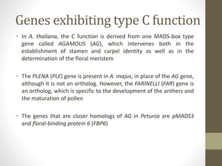 Genes exhibiting type C function
• In A. thaliana, the C function is derived from one MADS-box type
gene called AGAMOUS (AG), which intervenes both in the
establishment of stamen and carpel identity as well as in the
determination of the floral meristem
• The PLENA (PLE) gene is present in A. majus, in place of the AG gene,
although it is not an ortholog. However, the FARINELLI (FAR) gene is
an ortholog, which is specific to the development of the anthers and
the maturation of pollen
• The genes that are closer homologs of AG in Petunia are pMADS3
and floral-binding protein 6 (FBP6)
 