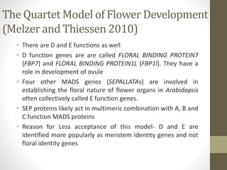The Quartet Model of Flower Development
(Melzer and Thiessen 2010)
• There are D and E functions as well
• D function genes are are called FLORAL BINDING PROTEIN7
(FBP7) and FLORAL BINDING PROTEIN1L (FBP1l). They have a
role in development of ovule
• Four other MADS genes (SEPALLATAs) are involved in
establishing the floral nature of flower organs in Arabidopsis
often collectively called E function genes.
• SEP proteins likely act in multimeric combination with A, B and
C function MADS proteins
• Reason for Less acceptance of this model- D and E are
identified more popularly as meristem identity genes and not
floral identity genes
 