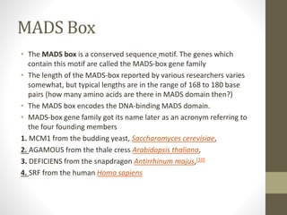 MADS Box
• The MADS box is a conserved sequence motif. The genes which
contain this motif are called the MADS-box gene family
• The length of the MADS-box reported by various researchers varies
somewhat, but typical lengths are in the range of 168 to 180 base
pairs (how many amino acids are there in MADS domain then?)
• The MADS box encodes the DNA-binding MADS domain.
• MADS-box gene family got its name later as an acronym referring to
the four founding members
1. MCM1 from the budding yeast, Saccharomyces cerevisiae,
2. AGAMOUS from the thale cress Arabidopsis thaliana,
3. DEFICIENS from the snapdragon Antirrhinum majus,[10]
4. SRF from the human Homo sapiens
 