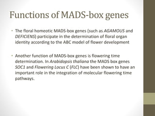 Functions of MADS-box genes
• The floral homeotic MADS-box genes (such as AGAMOUS and
DEFICIENS) participate in the determination of floral organ
identity according to the ABC model of flower development
• Another function of MADS-box genes is flowering time
determination. In Arabidopsis thaliana the MADS box genes
SOC1 and Flowering Locus C (FLC) have been shown to have an
important role in the integration of molecular flowering time
pathways.
 