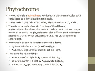 Phytochrome
• Phytochrome is a homodimer: two identical protein molecules each
conjugated to a light-absorbing molecule.
• Plants make 5 phytochromes: PhyA, PhyB, as well as C, D, and E.
• There is some redundancy in function of the different
phytochromes, but there also seem to be functions that are unique
to one or another. The phytochromes also differ in their absorption
spectrum; that is, which wavelengths (e.g., red vs. far-red) they
absorb best.
• Phytochromes exist in two interconvertible forms
• PR because it absorbs red (R; 660 nm) light;
• PFR because it absorbs far-red (FR; 730 nm) light.
• These are the relationships:
• Absorption of red light by PR converts it into PFR.
• Absorption of far-red light by PFR converts it into PR.
• In the dark, PFR spontaneously converts back to PR.
 