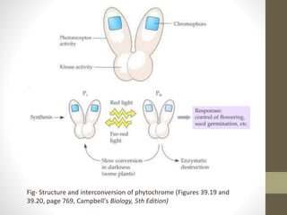 Fig- Structure and interconversion of phytochrome (Figures 39.19 and
39.20, page 769, Campbell's Biology, 5th Edition)
 