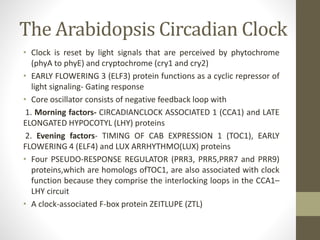 The Arabidopsis Circadian Clock
• Clock is reset by light signals that are perceived by phytochrome
(phyA to phyE) and cryptochrome (cry1 and cry2)
• EARLY FLOWERING 3 (ELF3) protein functions as a cyclic repressor of
light signaling- Gating response
• Core oscillator consists of negative feedback loop with
1. Morning factors- CIRCADIANCLOCK ASSOCIATED 1 (CCA1) and LATE
ELONGATED HYPOCOTYL (LHY) proteins
2. Evening factors- TIMING OF CAB EXPRESSION 1 (TOC1), EARLY
FLOWERING 4 (ELF4) and LUX ARRHYTHMO(LUX) proteins
• Four PSEUDO-RESPONSE REGULATOR (PRR3, PRR5,PRR7 and PRR9)
proteins,which are homologs ofTOC1, are also associated with clock
function because they comprise the interlocking loops in the CCA1–
LHY circuit
• A clock-associated F-box protein ZEITLUPE (ZTL)
 