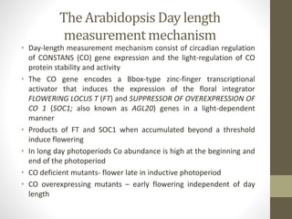 The Arabidopsis Day length
measurement mechanism
• Day-length measurement mechanism consist of circadian regulation
of CONSTANS (CO) gene expression and the light-regulation of CO
protein stability and activity
• The CO gene encodes a Bbox-type zinc-finger transcriptional
activator that induces the expression of the floral integrator
FLOWERING LOCUS T (FT) and SUPPRESSOR OF OVEREXPRESSION OF
CO 1 (SOC1; also known as AGL20) genes in a light-dependent
manner
• Products of FT and SOC1 when accumulated beyond a threshold
induce flowering
• In long day photoperiods Co abundance is high at the beginning and
end of the photoperiod
• CO deficient mutants- flower late in inductive photoperiod
• CO overexpressing mutants – early flowering independent of day
length
 