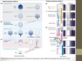 Fig-Spatial and temporal regulation of CO and FT expression under different photoperiods (Kay et.al. 2010)
 