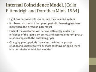 Internal Coincidence Model, (Colin
Pittendrigh and Dorothea Minis 1964)
• Light has only one role - to entrain the circadian system
• It is based on the fact that photoperiodic flowering involves
more than one circadian pacemaker
• Each of the oscillators will behave differently under the
influence of the light-dark cycles, and assume different phase-
relationships with the entraining cycle
• Changing photoperiods may alter the internal phase-
relationships between two or more rhythms, bringing them
into permissive or inhibitory modes
 