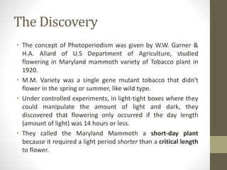 The Discovery
• The concept of Photoperiodism was given by W.W. Garner &
H.A. Allard of U.S Department of Agriculture, studied
flowering in Maryland mammoth variety of Tobacco plant in
1920.
• M.M. Variety was a single gene mutant tobacco that didn't
flower in the spring or summer, like wild type.
• Under controlled experiments, in light-tight boxes where they
could manipulate the amount of light and dark, they
discovered that flowering only occurred if the day length
(amount of light) was 14 hours or less.
• They called the Maryland Mammoth a short-day plant
because it required a light period shorter than a critical length
to flower.
 