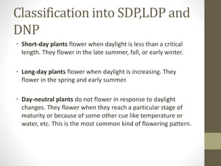 Classification into SDP,LDP and
DNP
• Short-day plants flower when daylight is less than a critical
length. They flower in the late summer, fall, or early winter.
• Long-day plants flower when daylight is increasing. They
flower in the spring and early summer.
• Day-neutral plants do not flower in response to daylight
changes. They flower when they reach a particular stage of
maturity or because of some other cue like temperature or
water, etc. This is the most common kind of flowering pattern.
 