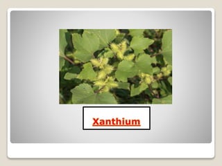 Amphiphotoperiodic plant
 They are reverse of the intermediate plants .
flowering both above and below an intermediate
da...