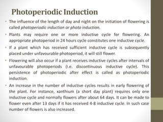 Photoperiodic Induction
• The influence of the length of day and night on the initiation of flowering is
called photoperiodic induction or photo induction.
• Plants may require one or more inductive cycle for flowering. An
appropriate photoperiod in 24 hours cycle constitutes one inductive cycle.
• If a plant which has received sufficient inductive cycle is subsequently
placed under unfavourable photoperiod, it will still flower.
• Flowering will also occur if a plant receives inductive cycles after intervals of
unfavourable photoperiods (i.e. discontinuous inductive cycle). This
persistence of photoperiodic after effect is called as photoperiodic
induction.
• An increase in the number of inductive cycles results in early flowering of
the plant. For instance, xanthium (a short day plant) requires only one
inductive cycle and normally flowers after about 64 days. It can be made to
flower even after 13 days if it has received 4-8 inductive cycle. In such case
number of flowers is also increased.
 