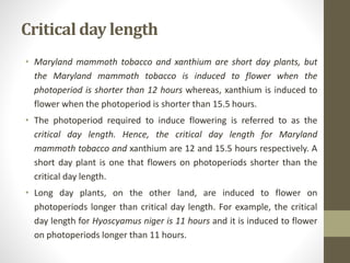 Critical day length
• Maryland mammoth tobacco and xanthium are short day plants, but
the Maryland mammoth tobacco is induced to flower when the
photoperiod is shorter than 12 hours whereas, xanthium is induced to
flower when the photoperiod is shorter than 15.5 hours.
• The photoperiod required to induce flowering is referred to as the
critical day length. Hence, the critical day length for Maryland
mammoth tobacco and xanthium are 12 and 15.5 hours respectively. A
short day plant is one that flowers on photoperiods shorter than the
critical day length.
• Long day plants, on the other land, are induced to flower on
photoperiods longer than critical day length. For example, the critical
day length for Hyoscyamus niger is 11 hours and it is induced to flower
on photoperiods longer than 11 hours.
 